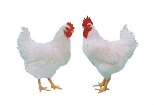 鸡用复合预混合饲料